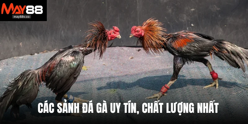 Các sảnh đá gà uy tín, chất lượng nhất