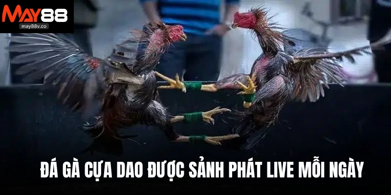 Đá gà cựa dao được sảnh phát live mỗi ngày
