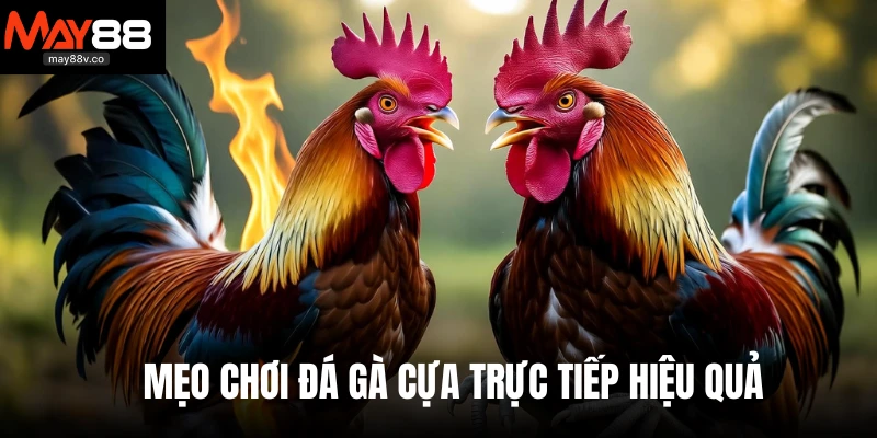 Mẹo chơi đá gà cựa trực tiếp hiệu quả