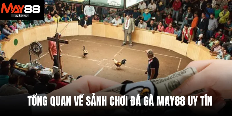 Tổng quan về sảnh chơi đá gà May88 uy tín